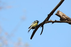 Parus major