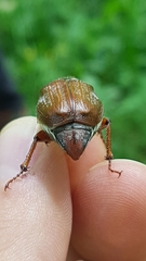 Melolontha pectoralis