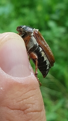 Melolontha pectoralis