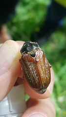 Melolontha pectoralis