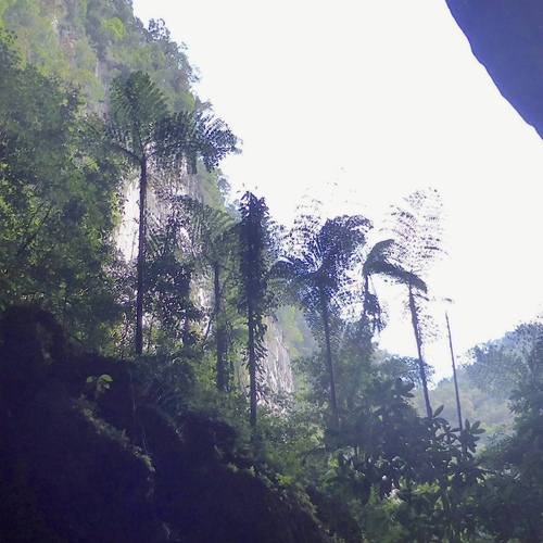Giant Fishtail Palm (Caryota no)