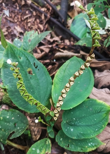 Triolena pluvialis