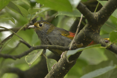 Emei Shan Liocichla photo 2