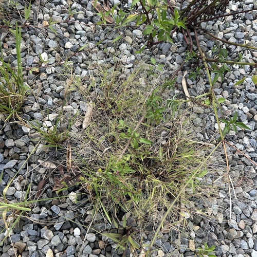 Panicum luzonense observed 2024-08-09