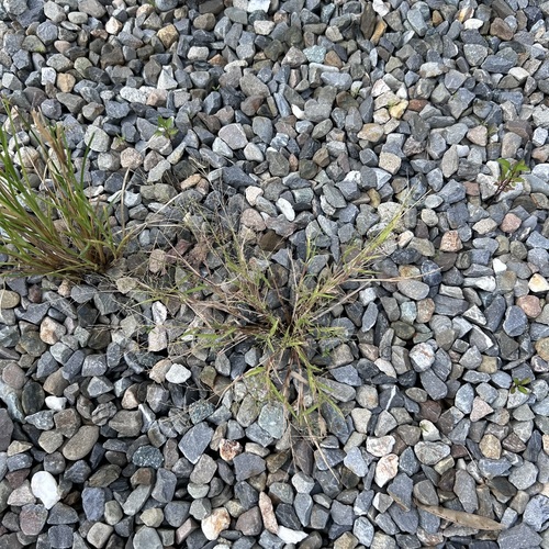 Panicum luzonense observed 2024-08-09