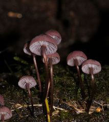 Mycena kurramulla