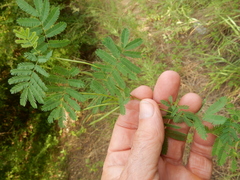 Desmanthus leptolobus