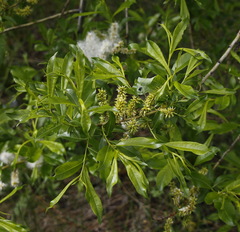 Salix udensis
