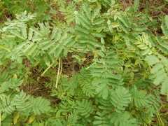 Desmanthus leptolobus