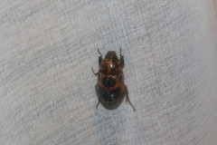 Cyclocephala mafaffa