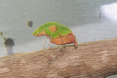 Pycnopalpa bicordata