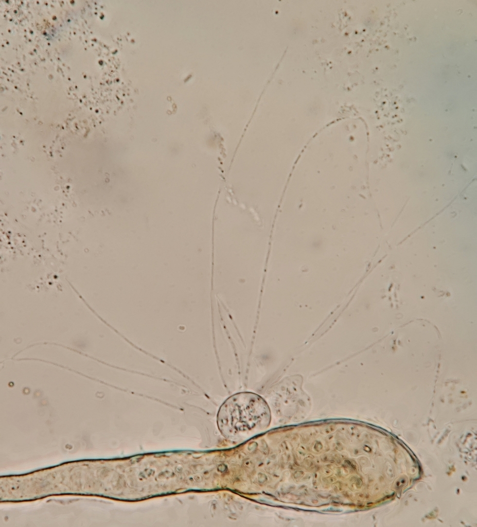 Actinomonas