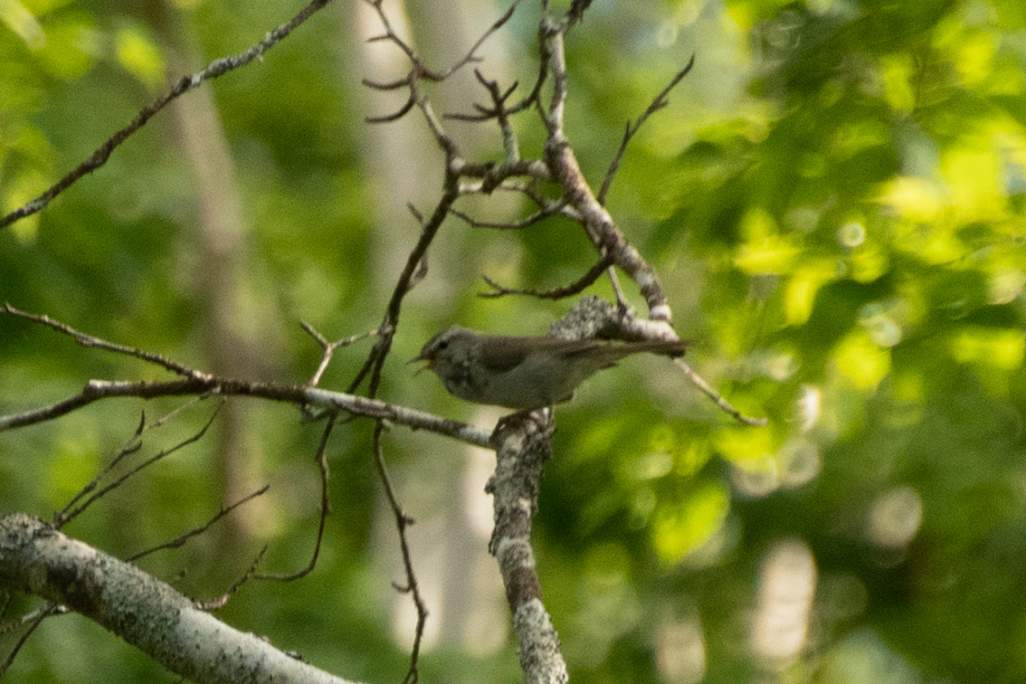 Japanese Bush Warbler