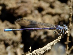 Argia hinei