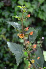 Scrophularia trifoliata