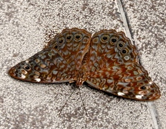 Hamadryas atlantis lelaps