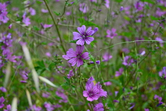 Malva sylvestris