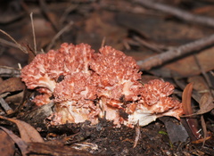Ramaria australiana