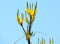 Caesalpinieae