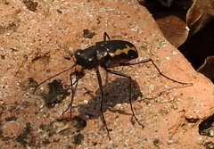 Cicindela hydrophoba