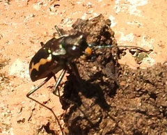 Cicindela hydrophoba