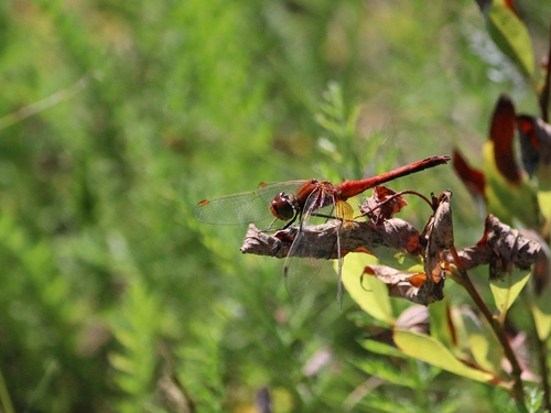 Yellow-winged Darter photo 4