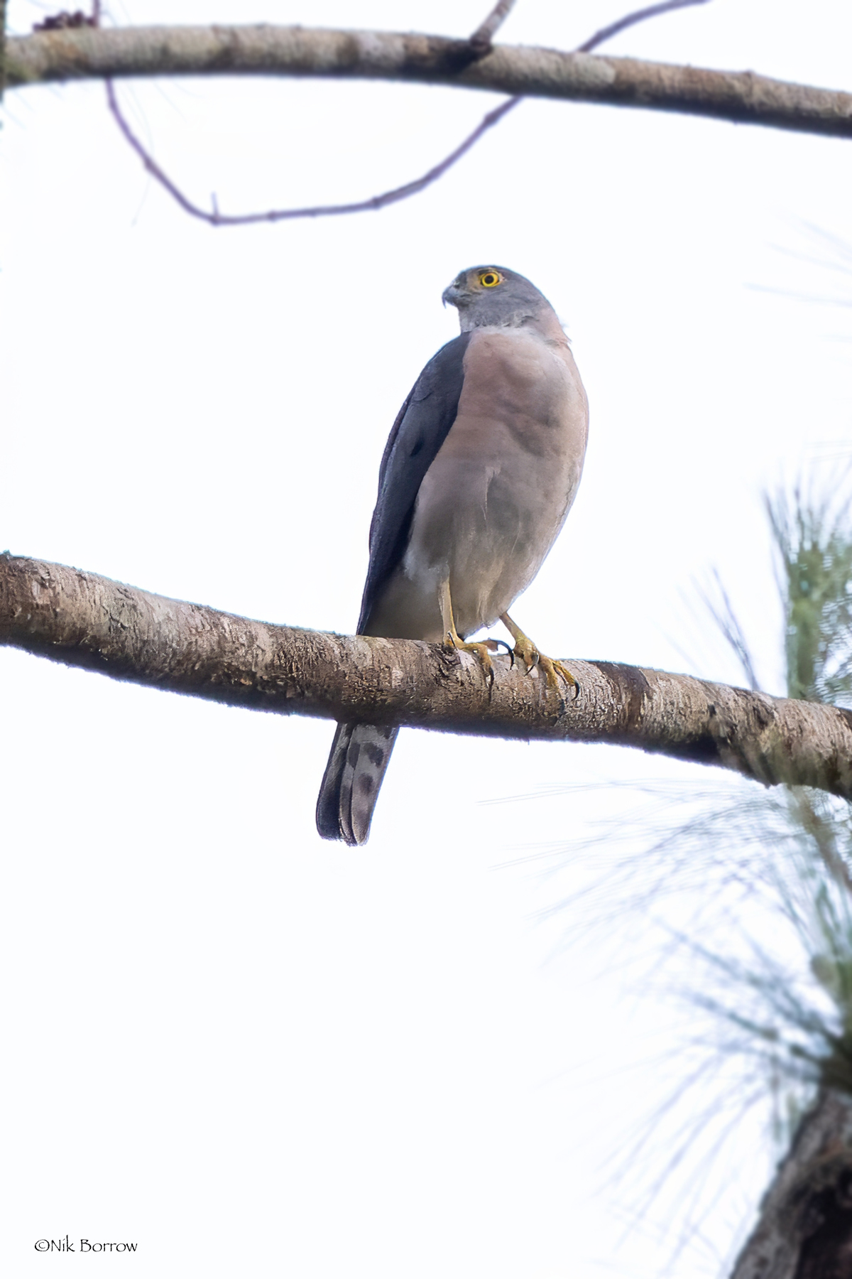 Vinous-breasted Sparrowhawk illustration