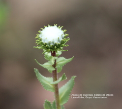 Grindelia inuloides
