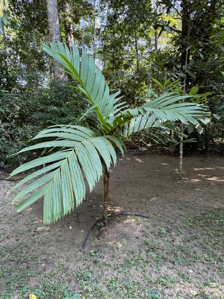 Foto de Palmeira-areca