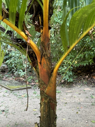 Foto de Palmeira-areca