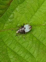 Deraeocoris flavilinea