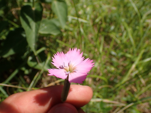 Image of Dianthus inodorus by (c) Franck Cabot, some rights reserved (CC BY)
