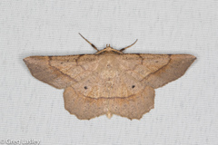 Euchlaena marginaria