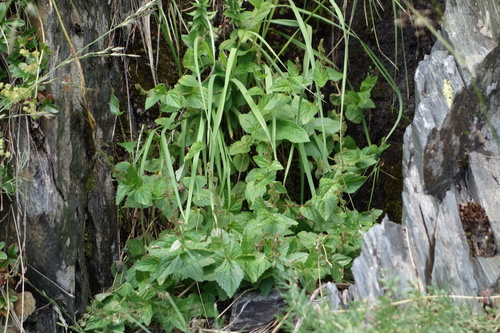Image of Veronica ponae by (c) Clément Maouche, some rights reserved (CC BY)