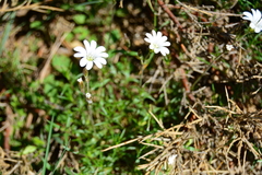 Cerastium soleirolii