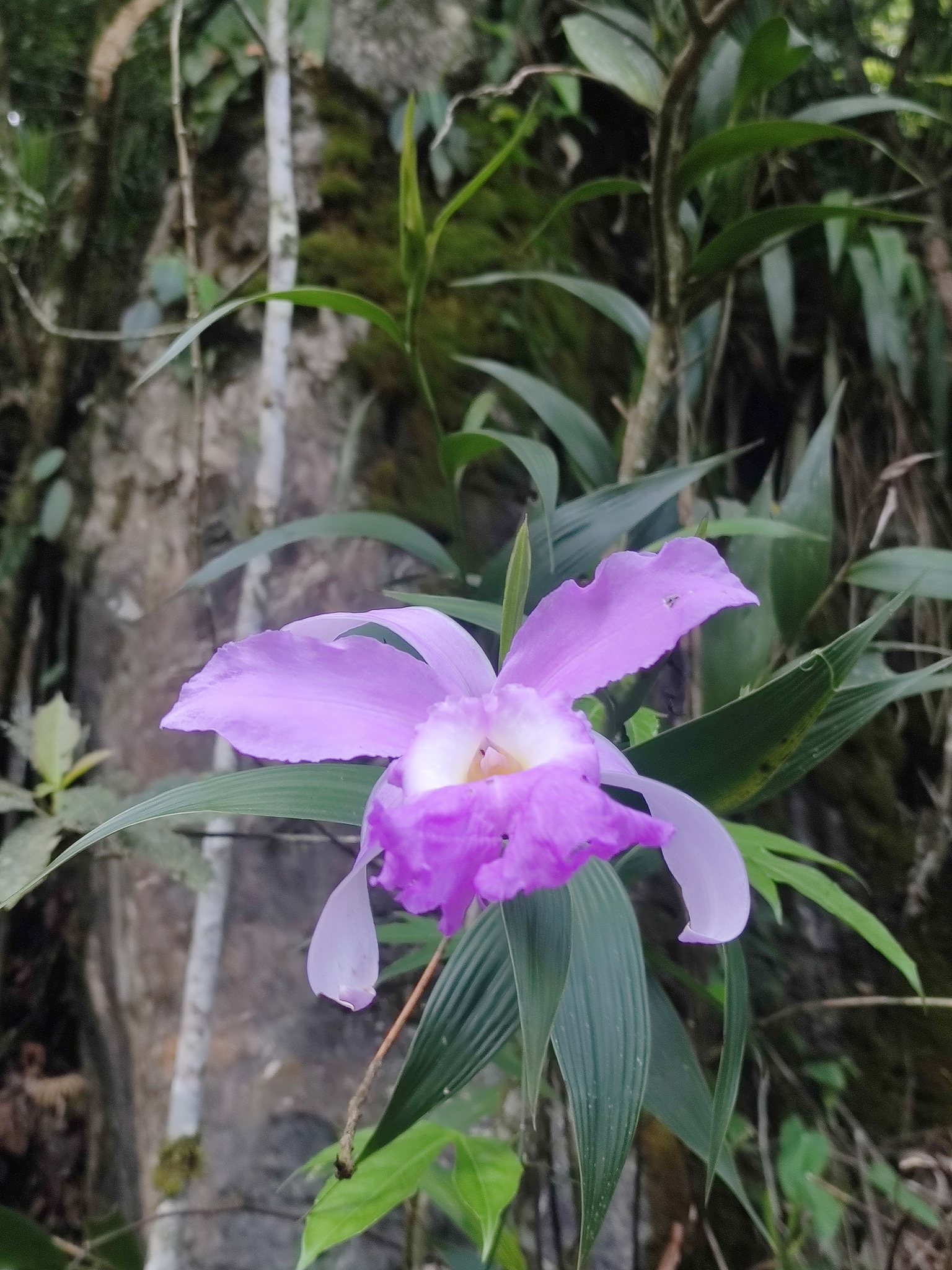 Imagem de Orquídea-da-serra