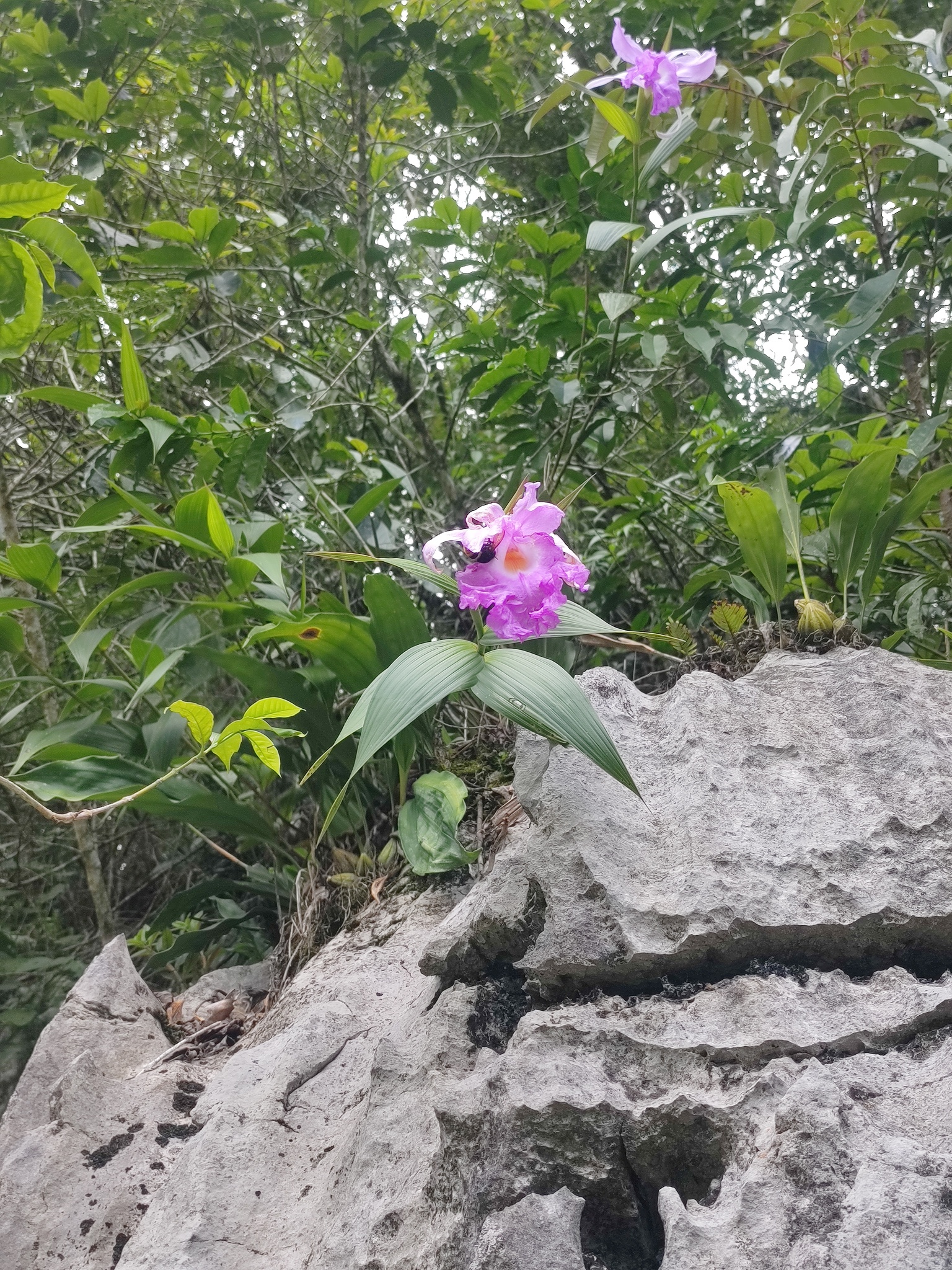 Imagem de Orquídea-da-serra