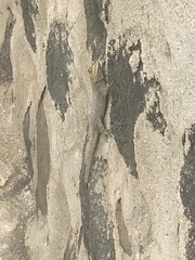 Agama agama