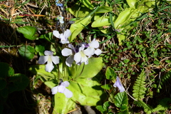 Pinguicula corsica