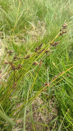 Image of Carex davalliana by (c) Santiago Martín-Bravo, some rights reserved (CC BY)