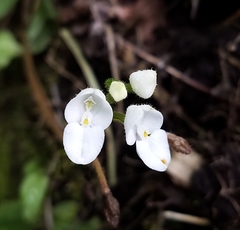 Ponthieva pseudoracemosa