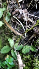 Ponthieva pseudoracemosa