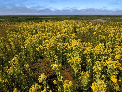Marsh Fleawort