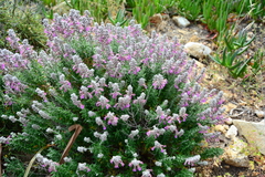 Teucrium marum