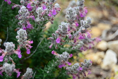 Teucrium marum