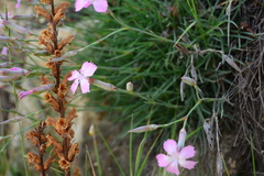 Dianthus longicaulis