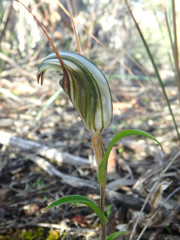 Pterostylis dolichochila