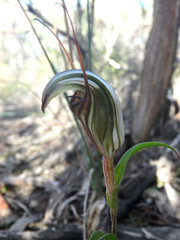 Pterostylis dolichochila