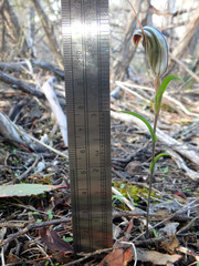 Pterostylis dolichochila
