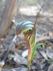 Pterostylis dolichochila